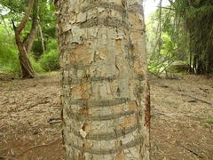 Senegalia polyacantha