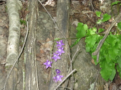 Campanula sarmatica