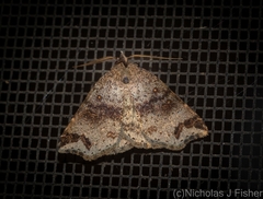 Lithilaria proestans