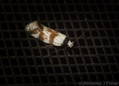 Isomoralla gephyrota