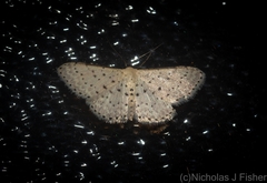 Idaea punctatissima