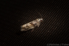 Lichenaula phloeochroa