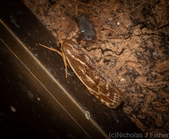 Zauclophora procellosa