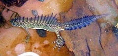 Ommatotriton ophryticus