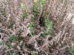 Paragymnopteris marantae