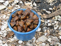 Galatea congica