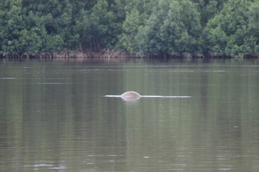 Manatee surfacing in a calm river lined with mangroves in Angola