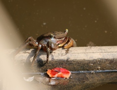 Trapezarma angolensis