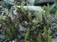 Paragymnopteris marantae