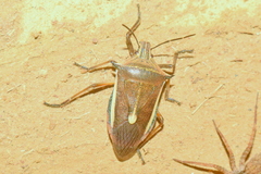 Andrallus spinidens