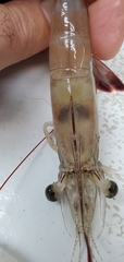 Penaeus setiferus