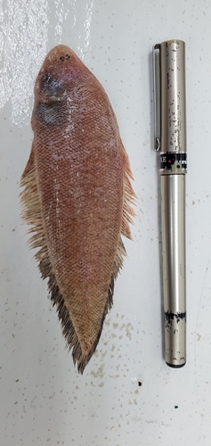 Offshore tonguefish (Symphurus civitatium) — Cynoglossidae