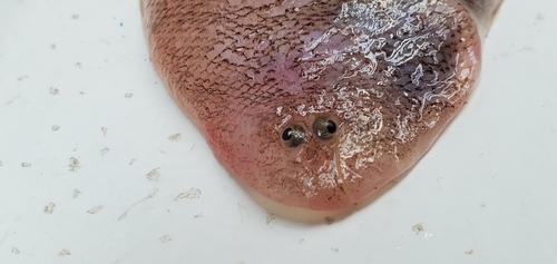 Offshore tonguefish (Symphurus civitatium) — Cynoglossidae