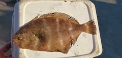 Mexican Flounder photo 2