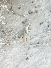 Liolaemus grosseorum