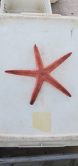 Astropecten cingulatus