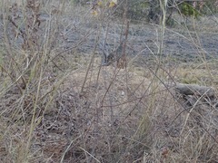 Pternistis bicalcaratus