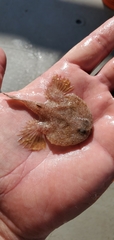 Halieutichthys aculeatus