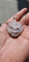 Halieutichthys aculeatus