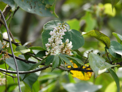 Derris trifoliata