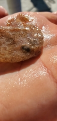 Halieutichthys aculeatus