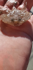 Halieutichthys aculeatus