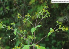 Sigesbeckia pubescens