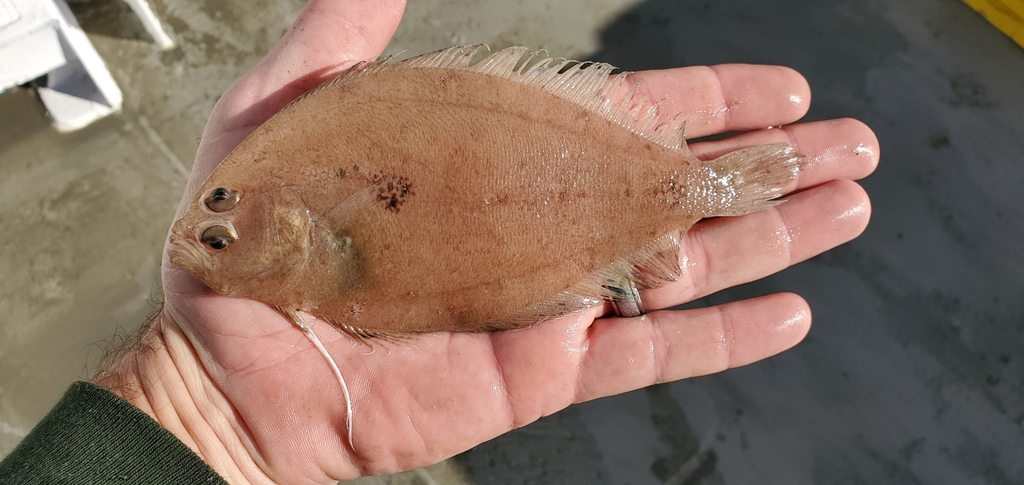 Sash Flounder