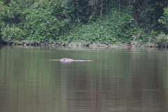 Trichechus senegalensis