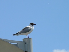 Chroicocephalus ridibundus