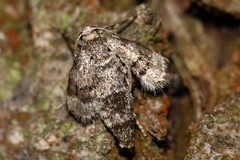 Operophtera fagata