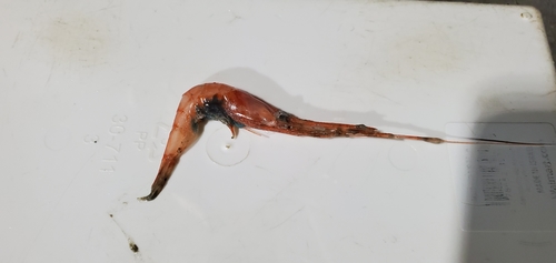 Plesionika longicauda · iNaturalist