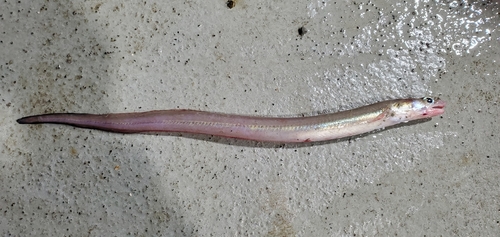 Conger eel (Rhynchoconger flavus) — Congridae — 4
