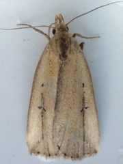 Macrochilo orciferalis