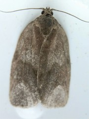 Choristoneura conflictana