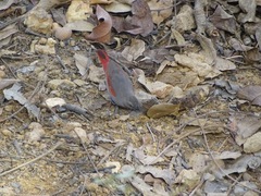 Pytilia phoenicoptera