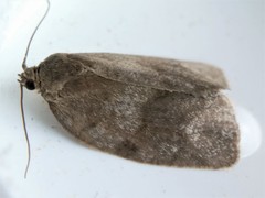 Choristoneura conflictana