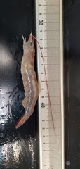 Penaeus aztecus