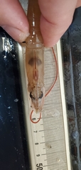 Penaeus aztecus