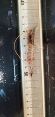 Rimapenaeus similis
