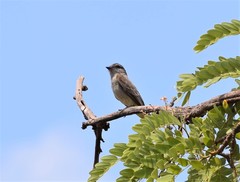 Empidonomus aurantioatrocristatus
