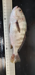 Larimus fasciatus