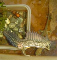 Ommatotriton ophryticus