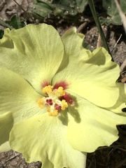 Cienfuegosia sulphurea