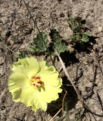 Cienfuegosia sulphurea