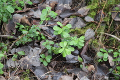 Vaccinium vitis-idaea