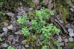 Vaccinium vitis-idaea