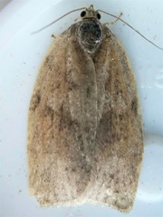 Choristoneura conflictana