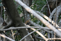 Cercopithecus cephus