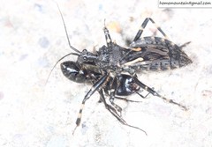 Acanthaspis cincticrus